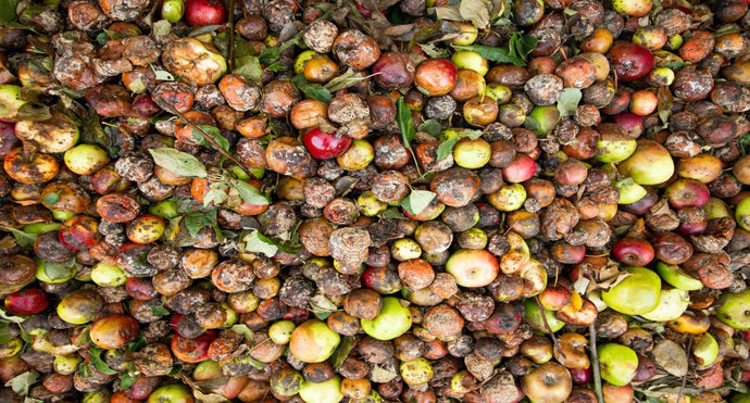 10 Food Waste Facts